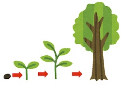 京都の占い師HAMAが解説する木の成長